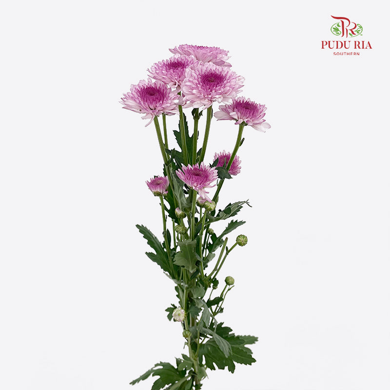 Chrysanthemum Pompom Two Tone Purple 3 - (10-12 Stems)