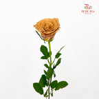 Rose Toffe - (8-10 Stems)