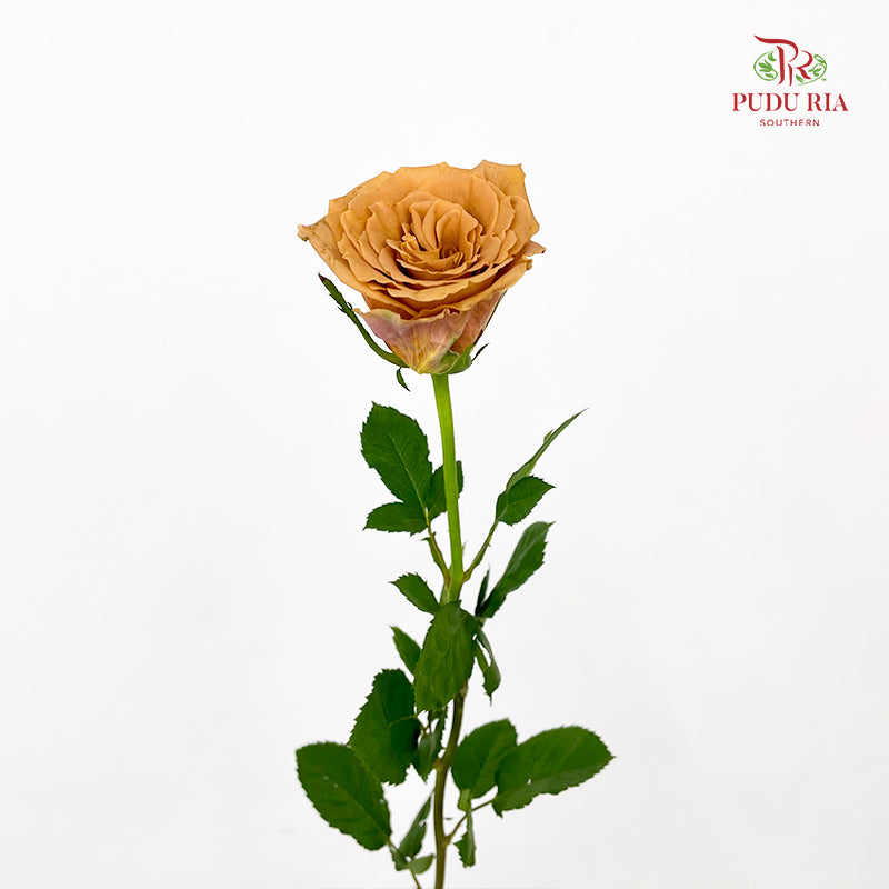 Rose Toffe - (8-10 Stems)