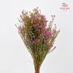 Erica Pink - (Per Bundle)