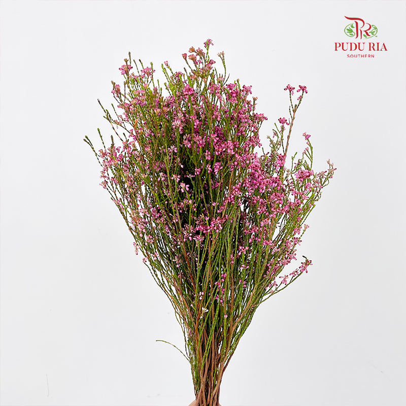 Erica Pink 欧石楠 - (Per Bundle)