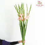 Gladiolus Pink - ( 9 - 10 Stems)