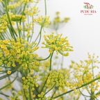 Anethum Yellow 黄飞香 - (Per Bundle)