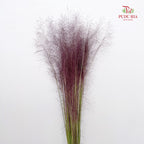 Muhlenbergia Capillaris - (Per Bundle)