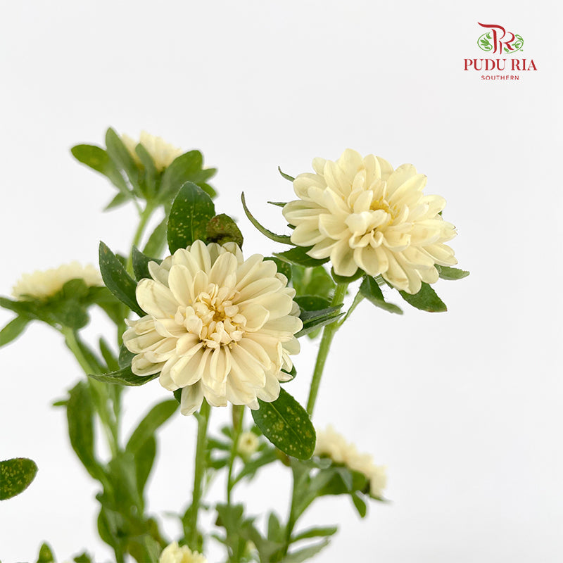 Mini Aster 迷你翠菊 Yellow - (Per Bundle)