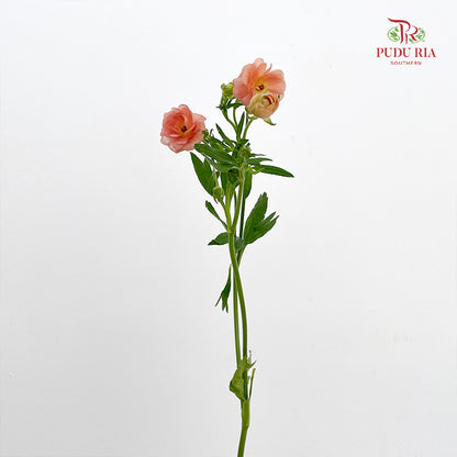 Ranunculus Butterfly Eris - (8 - 10 Stems)
