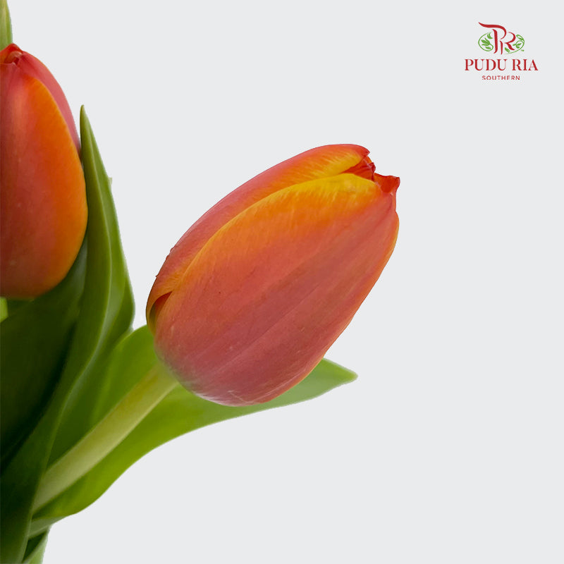 Tulip Orange 郁金香 - (8-10 Stems)