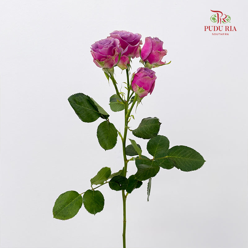 Rose Spray Purple Sky - (8-10 Stems)