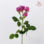 Rose Spray Purple Sky - (8-10 Stems)