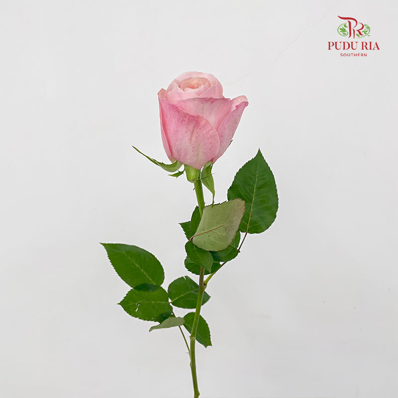 Rose Catherine - (8-10 Stems)