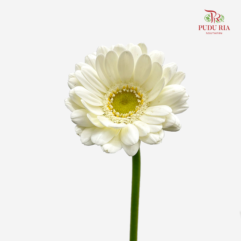 Gerbera Mini Albino 非洲菊 - (8-10 Stems)