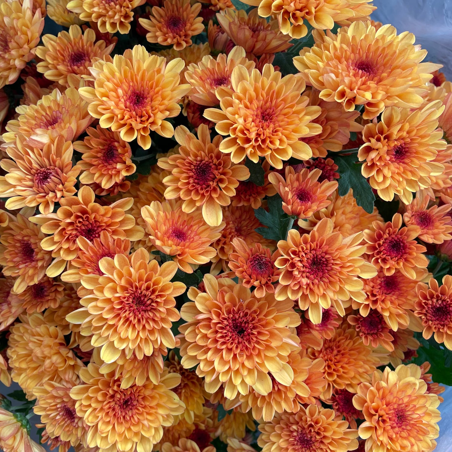 Chrysanthemum pom-pom (12寸盆) 菊花