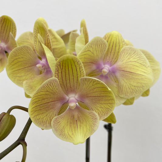 Phalaenopsis Orchid Yellow Pink Double Stem Big