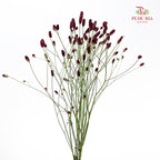 Sanguisorba 地榆 - (10 Stems)