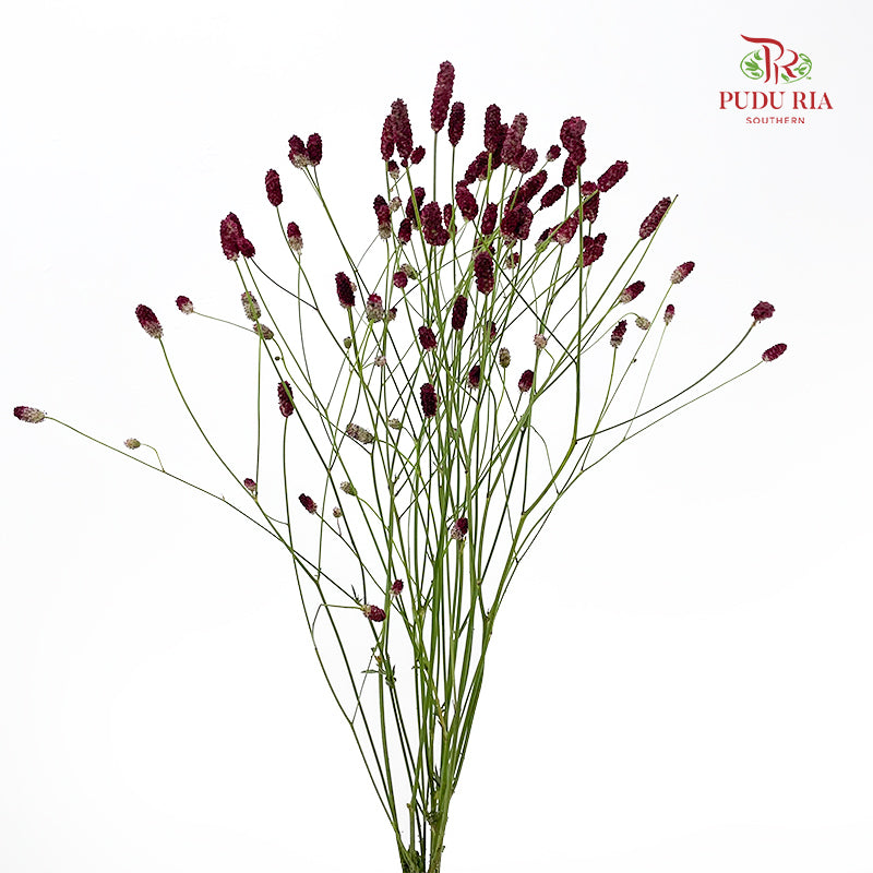 Sanguisorba 地榆 - (10 Stems)