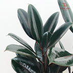 Ficus Burgundy (Elastica) P270