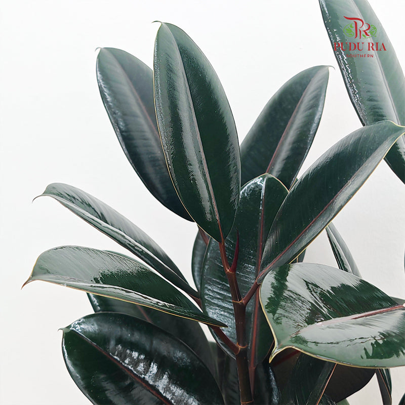 Ficus Burgundy (Elastica) P270