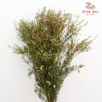 Wax Flower Pink 蜡花 - (Per Bundle)