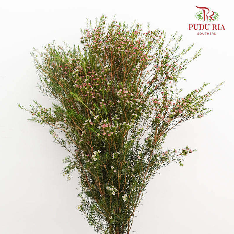 Wax Flower Pink 蜡花 - (Per Bundle)