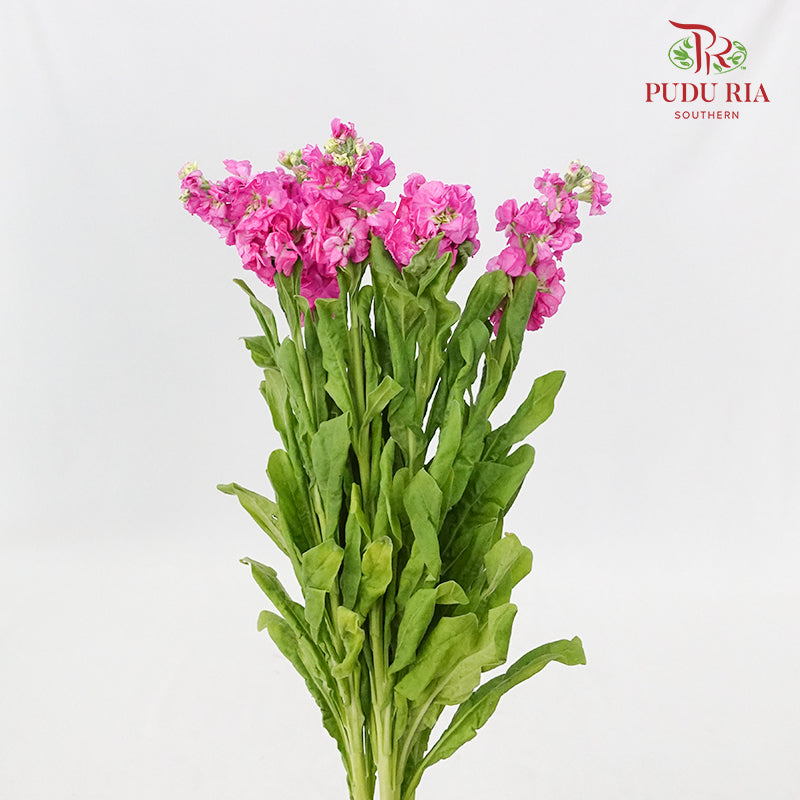 Matthiola Pink - 5 Stems - Pudu Ria Florist Southern