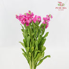 Matthiola Pink - 5 Stems - Pudu Ria Florist Southern
