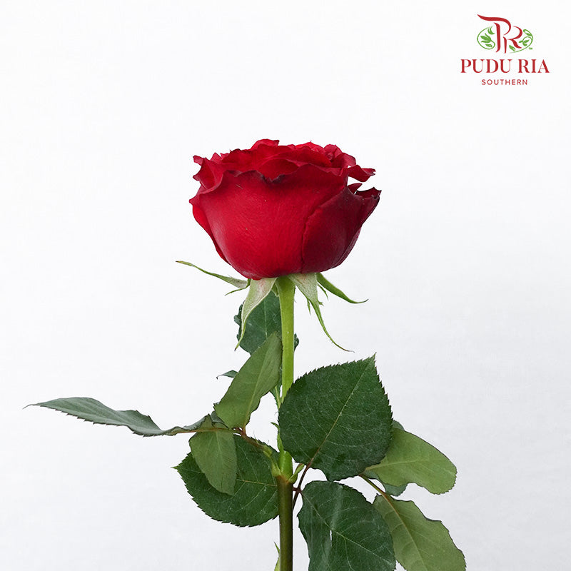 Rose Rouge Royal (6 Stems) - Pudu Ria Florist Southern