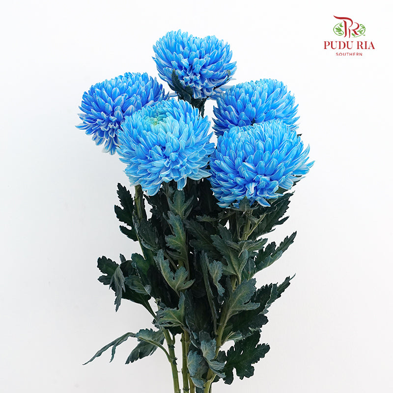 Peony Chrysanthemum Dyed Blue 牡丹菊 - (5 Stems)