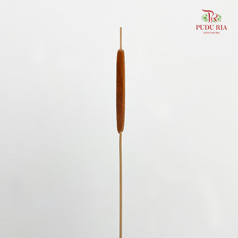 Dry Cattail Stick