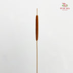 Dry Cattail Stick
