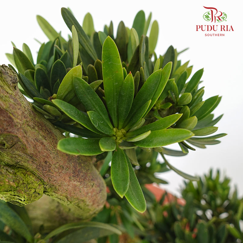 Podocarpus Ju Hua