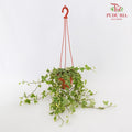 Hedera ivy Plant - Pudu Ria Florist Southern