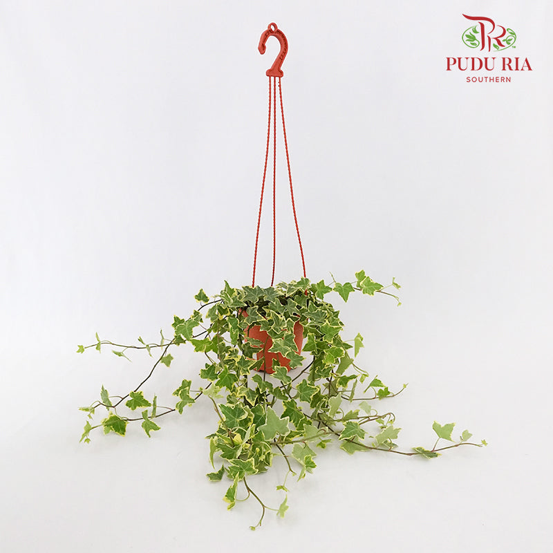 Hedera ivy Plant - Pudu Ria Florist Southern