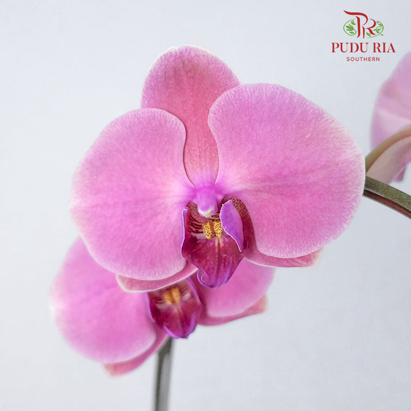 Phalaenopsis Orchid Dark Pink Without Pot / Per Stem (L) - Pudu Ria Florist Southern