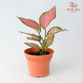 Aglaonema Red Valentine - Pudu Ria Florist Southern