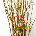 银柳分枝 Pussy Willow Spray(8ft) - Yellow