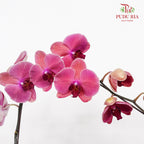 Phalaenopsis Orchid Peach Single Stem
