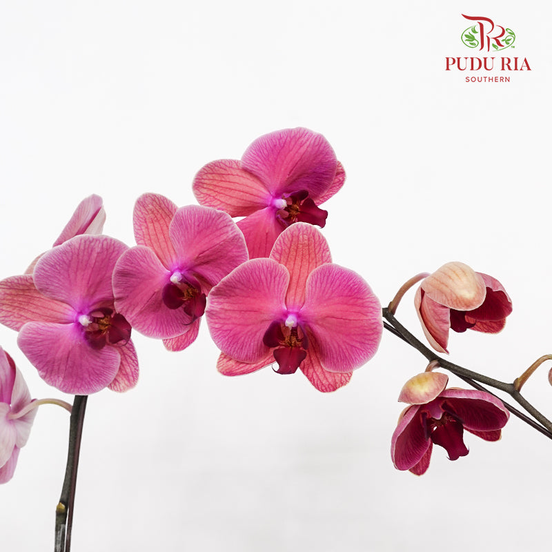 Phalaenopsis Orchid Peach Single Stem