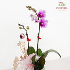 CNY Potted Plant Arrangement 2024#88