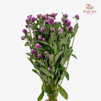 Gomphrena Strawberry Purple - (Per Bundle)