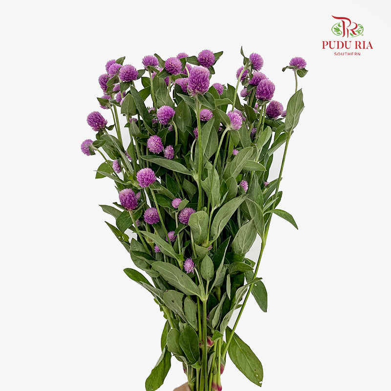 Gomphrena Strawberry Light Purple - (Per Bundle)