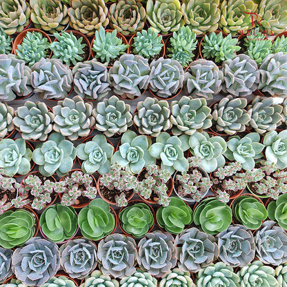 Succulent Mixed (S) Buy3@RM10