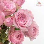 Rose Spray Princess Fairy Kiss Pink - (10-12 Stems)