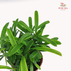 Podocarpus Seedlings