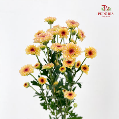 Chrysanthemum Santini / Calimero Mini Button Light Orange