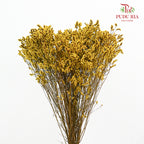 Dry Caspia - Yellow
