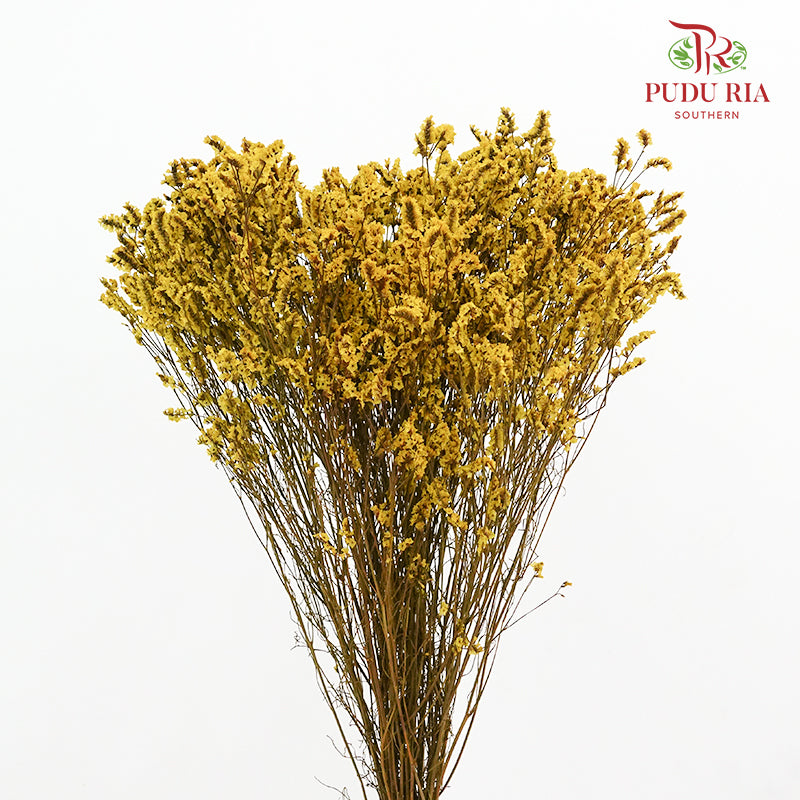 Dry Caspia - Yellow