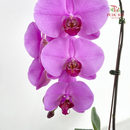 Phalaenopsis Orchid Purple Big Single Stem #6