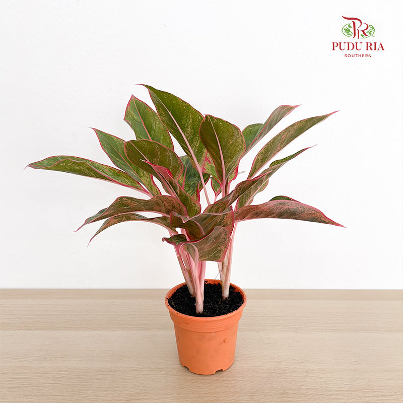 Aglaonema Siam Aurora P12CM