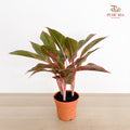 Aglaonema Siam Aurora P12CM