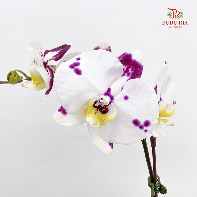 Phalaenopsis Orchid White Dot Purple Big Single Stem